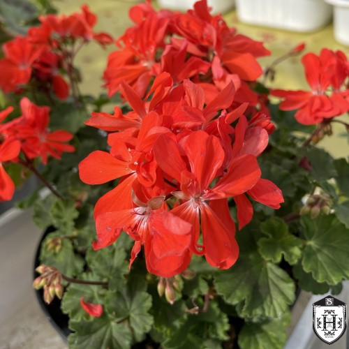 Pelargonium 'Orion' - Pelargoon 'Orion' P9/0,55L